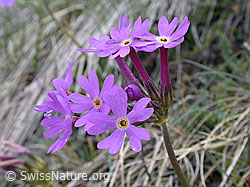 ESCN0985: Hallers Primel, Blüten