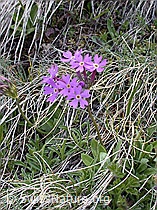 ESCN0987: Hallers Primel