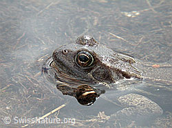 ESCN1062: Grasfrosch (Rana temporaria)