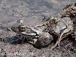 ESCN1068: Grasfrosch (Rana temporaria)