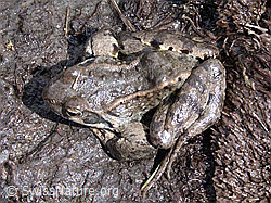 ESCN1069: Grasfrosch (Rana temporaria)