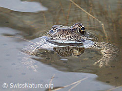 ESCN1085: Grasfrosch (Rana temporaria)