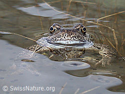 ESCN1086: Grasfrosch (Rana temporaria)