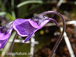 ESCN1142: Gemeines Fettblatt, Blüte