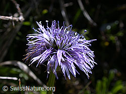 ESCN1165: Herzblättrige Kugelblume, Blüte