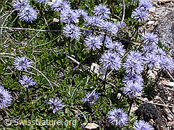 ESCN1169: Polster mit herzblättrigen Kugelblumen