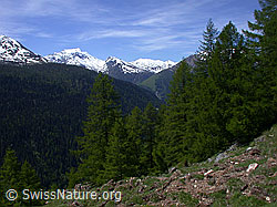 ESCN1176: Grüner Lärchenwald, Hillehorn, Oberblatthorn