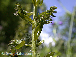 ESCN1248: Grosses Zweiblatt, Blüte