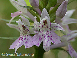 Foto: Blüte des gefleckten Knabenkrauts
