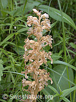 ESCN1284: Nestwurz, Blüte