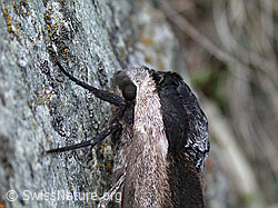 Foto: Ligusterschwärmer