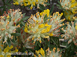 ESCN1421: Echter Wundklee, Blüte