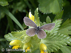ESCN1424: Kleiner brauner Schmetterling