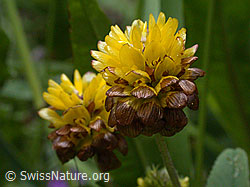 ESCN1426: Braun-Klee, Blüte