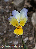 ESCN1436: Echtes Stiefmütterchen, Blüte