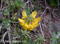 ESCN1470: Schopfiger Hufeisenklee, Blüte