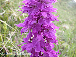Photo: Männliches Knabenkraut, Blüte