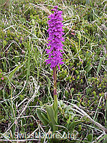 Photo: Männliches Knabenkraut