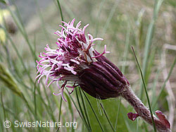 ESCN1488: Alpenlattich (Homogyne alpina)