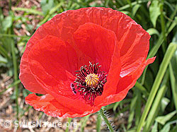 Foto: Blüte des Klatsch-Mohn