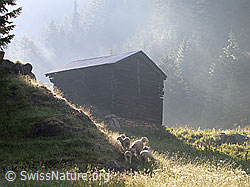 ESCN1776: Schafe vor Alphütte