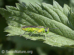 Grüne Blattwespe (Rhogogaster viridis) (30.06.2002, ESCN1809)