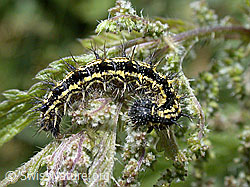 Foto: Kleiner Fuchs Raupe (Aglais urticae)