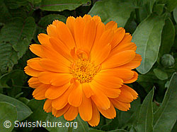 ESCN1939: Ringelblume