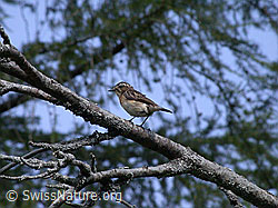 Photo: Braunkehlchen (Saxicola rubetra)