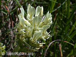 ESCN2167: Alpen-Spitzkiel, Blüte