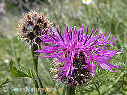 ESCN2244: Alpen-Flockenblume, Blüte