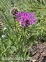 ESCN2246: Alpen-Flockenblume