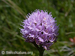 ESCN2251: Blüte der Kugelorchis