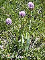 ESCN2253: Kugelorchis