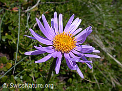 ESCN2255: Alpen-Aster, Blüte