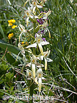 ESCN2257: Weisses Breitkölbchen (Platanthera bifolia)