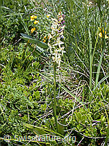 ESCN2258: Weisses Breitkölbchen (Platanthera bifolia)