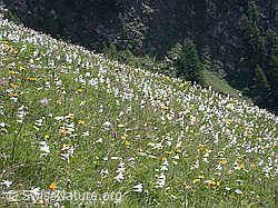 ESCN2277: Bergwiese mit unzähligen weissen Trichterlilien