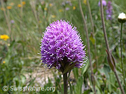 ESCN2290: Kugelorchis, Blüte