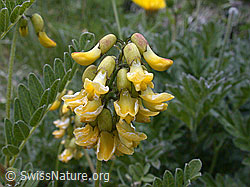 ESCN2299: Alpenlinse, Blüten