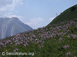 ESCN2347: Wiese mit verblühten Schwefel-Anemonen.