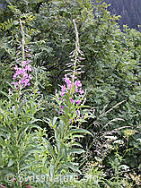ESCN2372: Wald-Weidenröschen (Epilobium angustifolium)