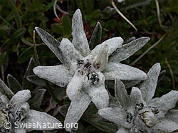 ESCN2408: Edelweiss, Blüte