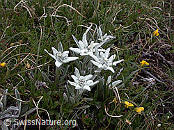 ESCN2410: Edelweiss