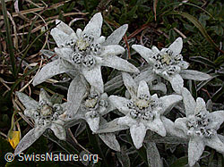 ESCN2412: Gruppe Edelweiss