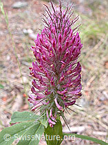 Purpur-Klee (Trifolium rubens) (-, ESCN2432)