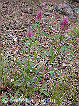 ESCN2433: Purpur-Klee (Trifolium rubens)