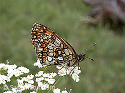 ESCN2445: Wachtelweizen-Scheckenfalter (Melitaea athalia)