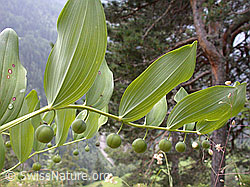 ESCN2467: Unreife Früchte des echten Salomonssiegel (Polygonatum odoratum)
