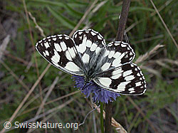 Schachbrett (Melanargia galathea) auf Berg-Jasione (Jasione montana) (ESCN2503)